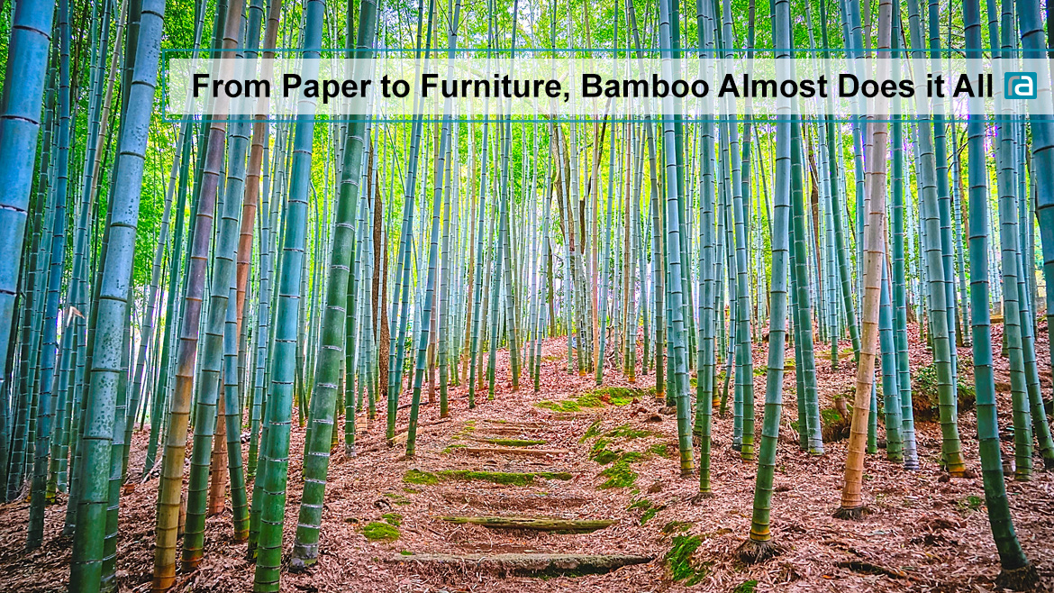 From Paper To Furniture, Bamboo Almost Does It All